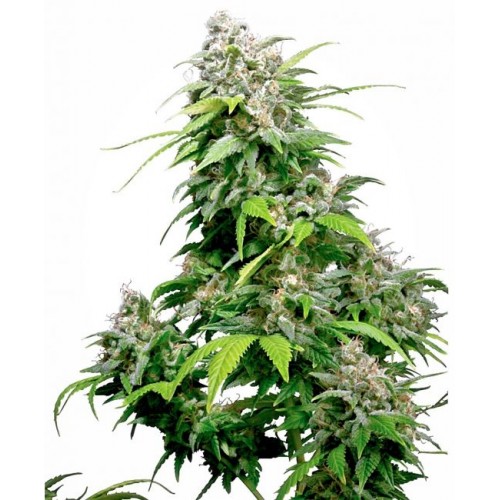 Californian Indica Regular Seeds - 10 Californian Indica Regular Seeds - 10