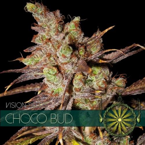 Choco Bud Feminised Seeds Choco Bud Feminised Seeds