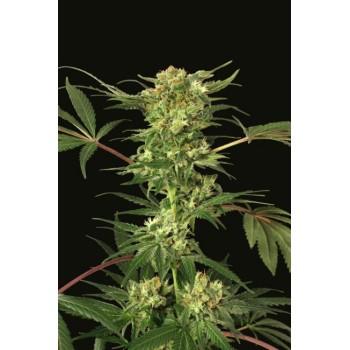Devil Kush Regular Seeds Devil Kush Regular Seeds