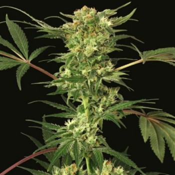Devil Kush Regular Seeds Devil Kush Regular Seeds