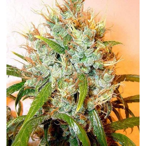 Kali Mist Regular Seeds - 11 Kali Mist Regular Seeds - 11