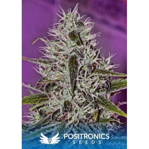 One Love Haze Feminised Seeds One Love Haze Feminised Seeds