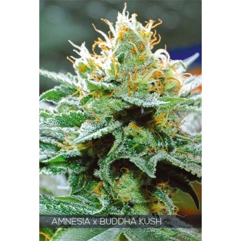 Amnesia x Buddha Kush Feminised Seeds Amnesia x Buddha Kush Feminised Seeds