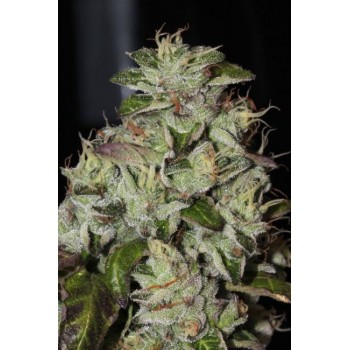 Fire Afghan Cookies Feminised Seeds - 6 Fire Afghan Cookies Feminised Seeds - 6