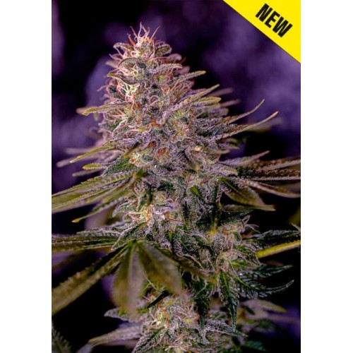 American Purple Feminised Seeds