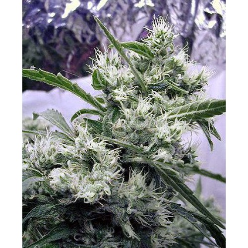 AK47 Regular Seeds - 11