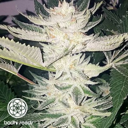 Black Raspberry Regular Seeds - 11 Black Raspberry Regular Seeds - 11