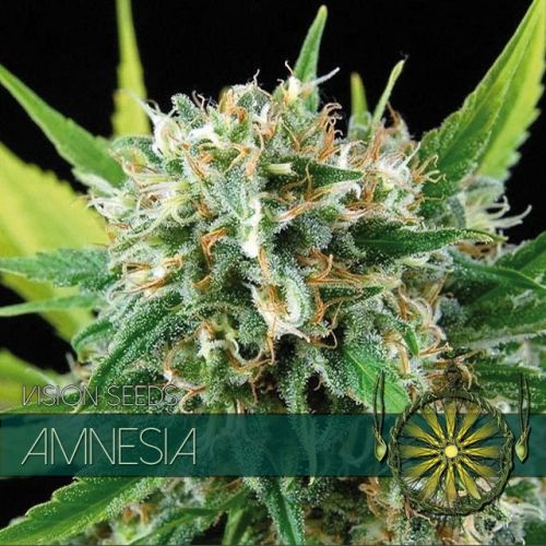 Amnesia Feminised Seeds Amnesia Feminised Seeds