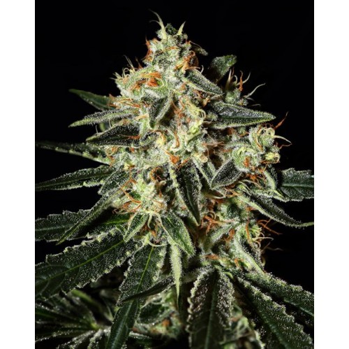 Cheese Feminised Seeds Cheese Feminised Seeds