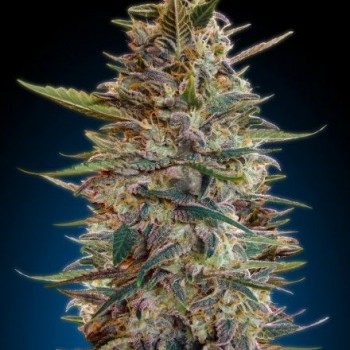 Collection #2 Auto Feminised Seeds - 6 Collection #2 Auto Feminised Seeds - 6