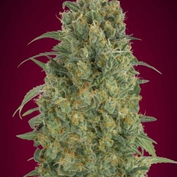 Collection #5 Auto Feminised Seeds - 6 Collection #5 Auto Feminised Seeds - 6