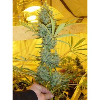 Critical Haze Regular Seeds - 18 Critical Haze Regular Seeds - 18
