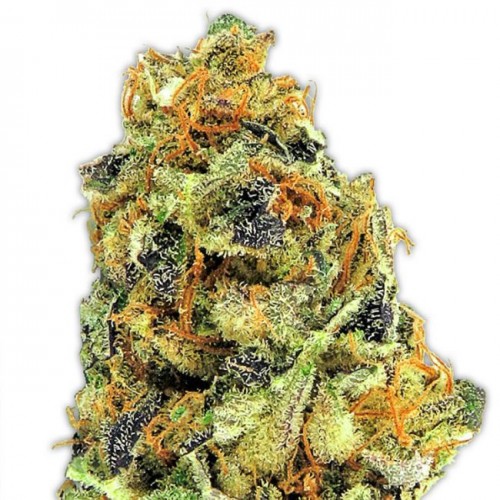 K.O. Kush Feminised Seeds