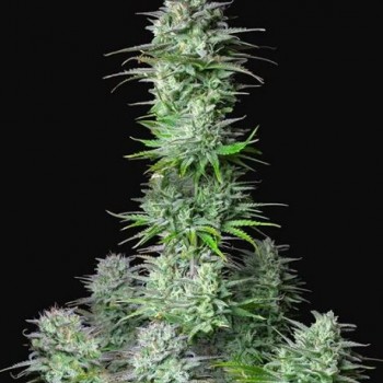 Kosher Cake Auto Feminised Seeds Kosher Cake Auto Feminised Seeds