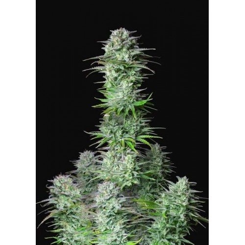 Kosher Cake Auto Feminised Seeds Kosher Cake Auto Feminised Seeds