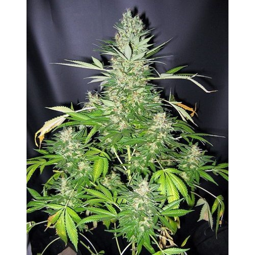 Master Kush x Skunk Regular Seeds - 18 Master Kush x Skunk Regular Seeds - 18