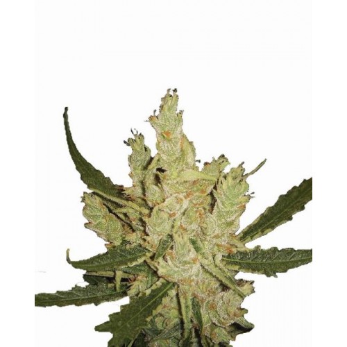 Amnesia Regular Seeds - 10 Amnesia Regular Seeds - 10