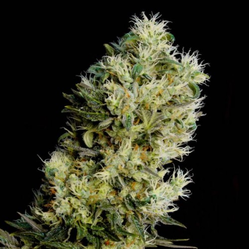 Amnesia Bilbo Auto Feminised Seeds Amnesia Bilbo Auto Feminised Seeds