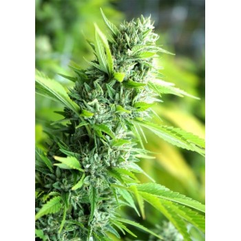 Banana Sapphire Feminised Seeds Banana Sapphire Feminised Seeds