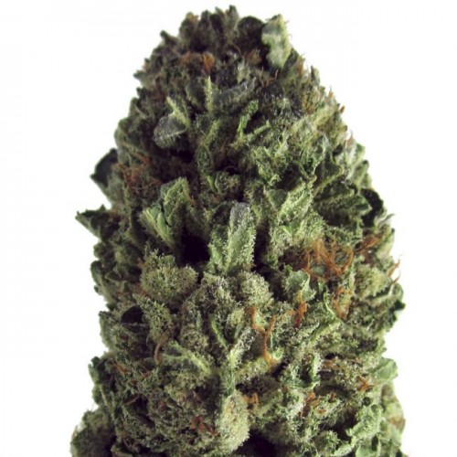 Budzilla Feminised Seeds Budzilla Feminised Seeds