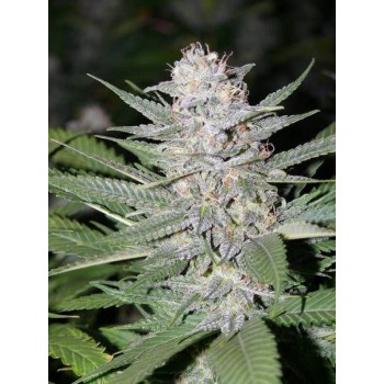 Blueberry Hashplant Regular Seeds - 11 Blueberry Hashplant Regular Seeds - 11
