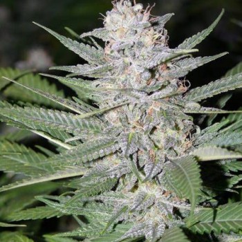 Blueberry Hashplant Regular Seeds - 11 Blueberry Hashplant Regular Seeds - 11