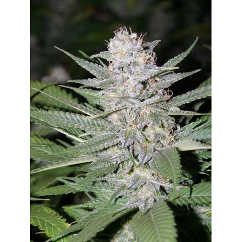 Blueberry Hashplant Regular Seeds - 11