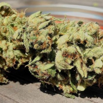 Dragons Blood Hashplant Regular Seeds - 11 Dragons Blood Hashplant Regular Seeds - 11