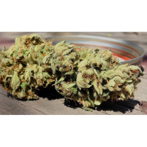Dragons Blood Hashplant Regular Seeds - 11