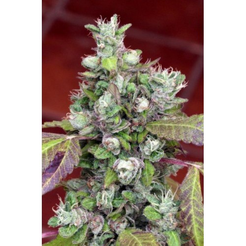Pure Kush Cookies Feminised Seeds - 6 Pure Kush Cookies Feminised Seeds - 6