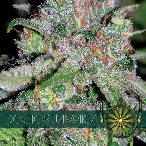 Doctor Jamaica Feminised Seeds Doctor Jamaica Feminised Seeds