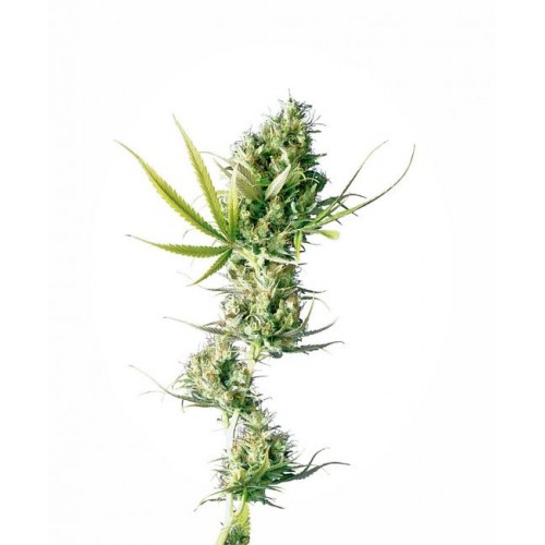 Durban Regular Seeds - 10 Durban Regular Seeds - 10