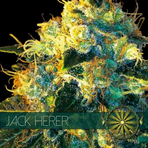 Jack Herer Feminised Seeds Jack Herer Feminised Seeds