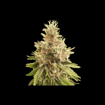 Golden Apple Haze Regular Seeds Golden Apple Haze Regular Seeds