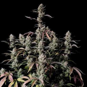 Gorilla Zkittlez Auto Feminised Seeds Gorilla Zkittlez Auto Feminised Seeds