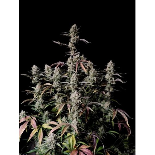 Gorilla Zkittlez Auto Feminised Seeds