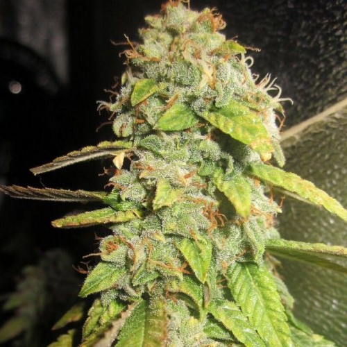 Notorious OG Feminised Seeds - 5