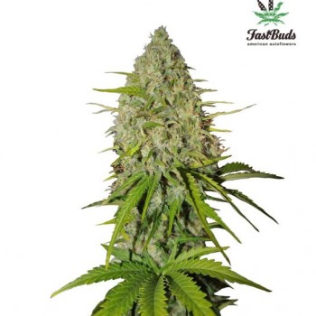 Grapefruit Auto Feminised Seeds Grapefruit Auto Feminised Seeds