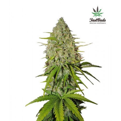 Grapefruit Auto Feminised Seeds