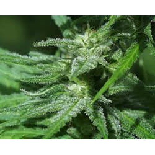 White KC Feminised Seeds - 5