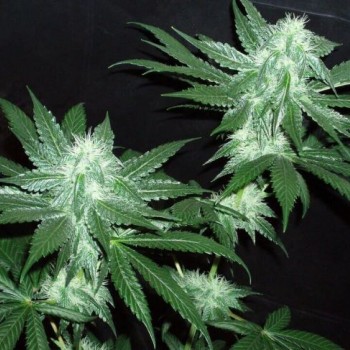 Italian Ice Feminised Seeds (Gold Collection) - 6 Italian Ice Feminised Seeds (Gold Collection) - 6