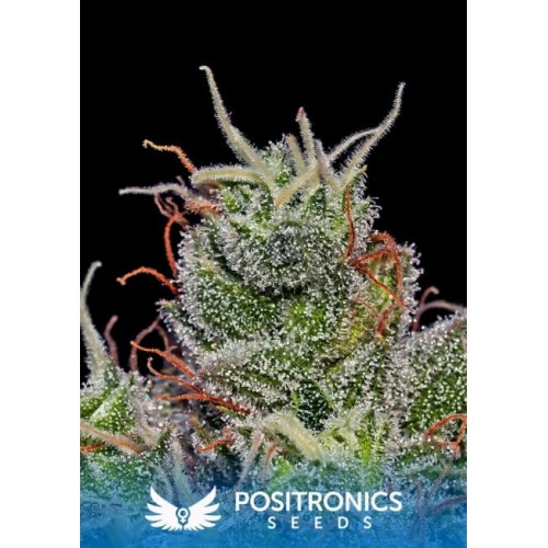 Super Cheese Express Auto Feminised Seeds