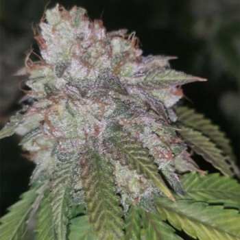 Runtzosa Feminised Seeds - 5 Runtzosa Feminised Seeds - 5