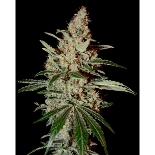Chem Dog Feminised Seeds
