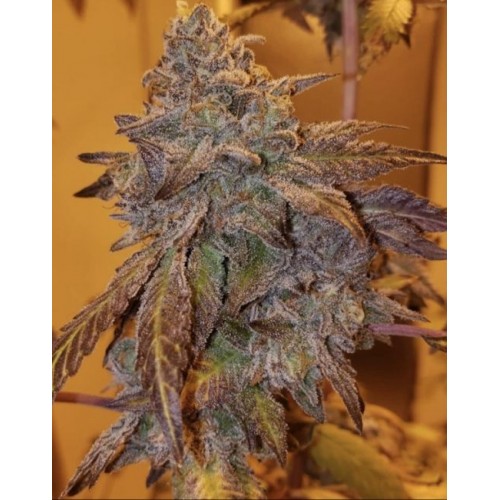Purple #40 Feminised Seeds - 3