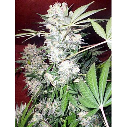 White Russian Regular Seeds - 11 White Russian Regular Seeds - 11