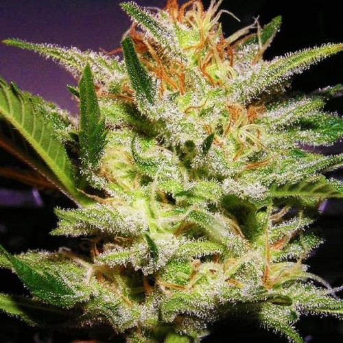 Amnesia Haze Regular Seeds - 10 (formerly Haze #1) Amnesia Haze Regular Seeds - 10 (formerly Haze #1)