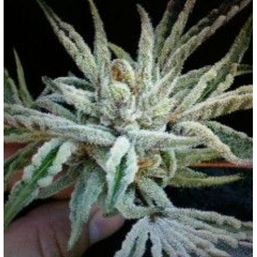 Buddha Tahoe OG Feminised Seeds - 6 Buddha Tahoe OG Feminised Seeds - 6