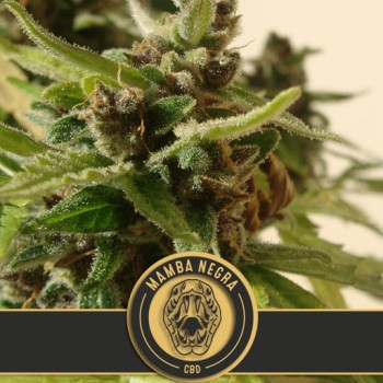 Mamba Negra CBD Auto Feminised Seeds Mamba Negra CBD Auto Feminised Seeds