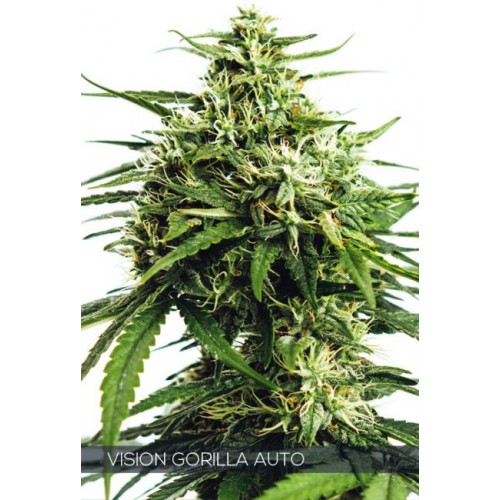 Vision Gorilla Auto Feminised Seeds Vision Gorilla Auto Feminised Seeds